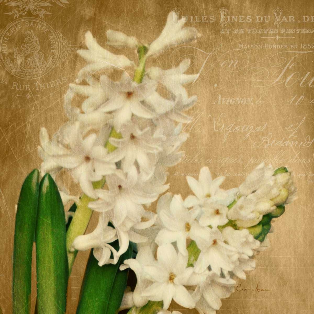 Scent of A Flower art print by Cristin Atria for $57.95 CAD