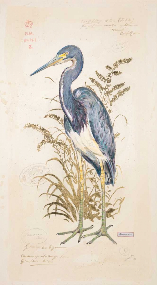 Tricolor Heron art print by Chad Barrett for $57.95 CAD