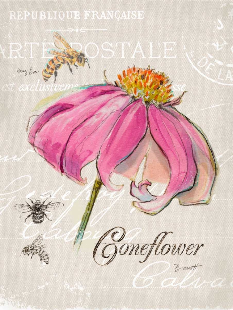 Sketchbook Coneflower art print by Chad Barrett for $57.95 CAD