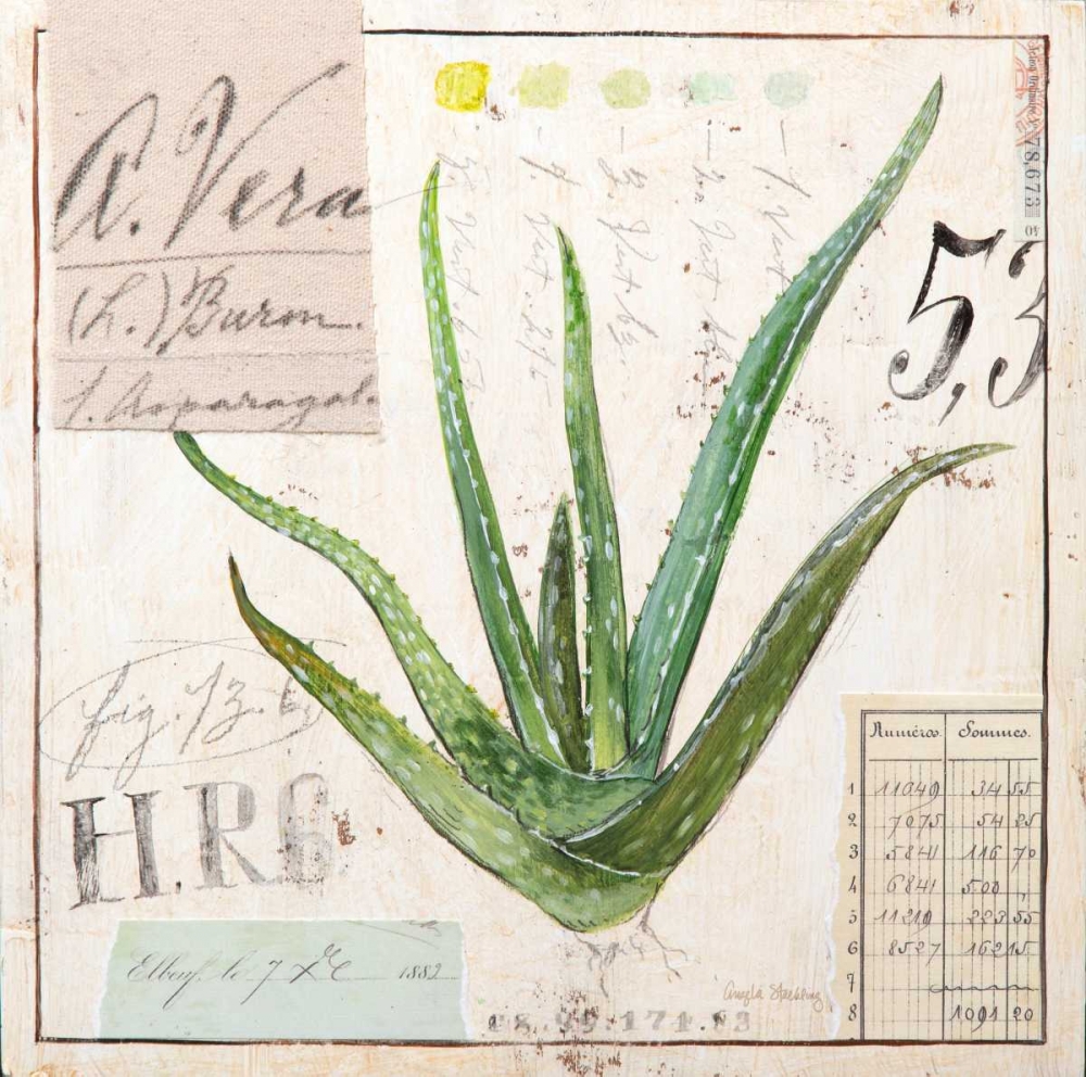 Aloe Vera-Sketchbook art print by Angela Staehling for $57.95 CAD