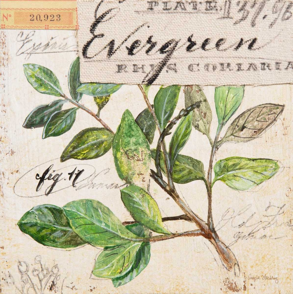 Evergreen Branch-Sketchbook art print by Angela Staehling for $57.95 CAD