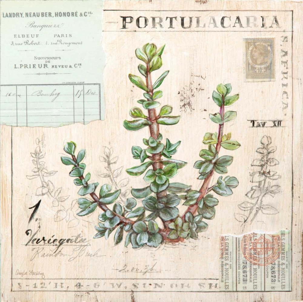 Portulacaria-Sketchbook art print by Angela Staehling for $57.95 CAD