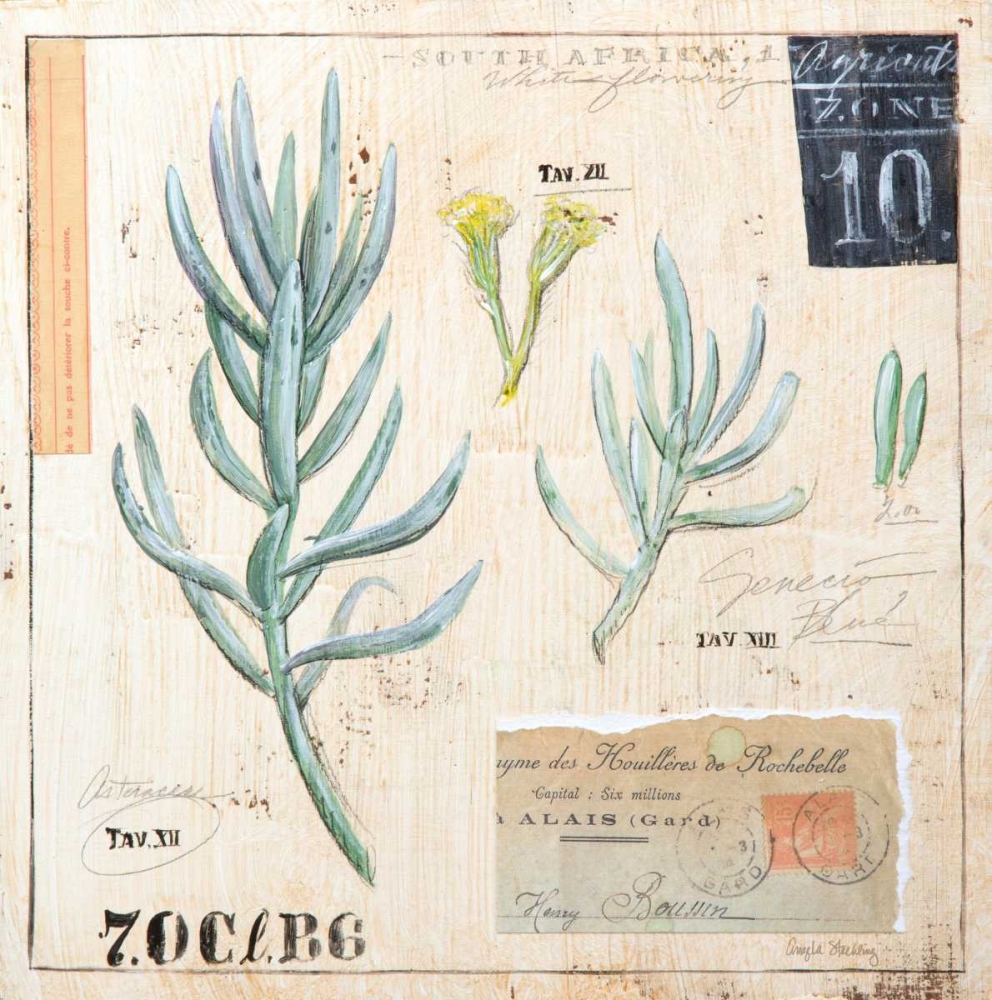 Senecio-Sketchbook art print by Angela Staehling for $57.95 CAD