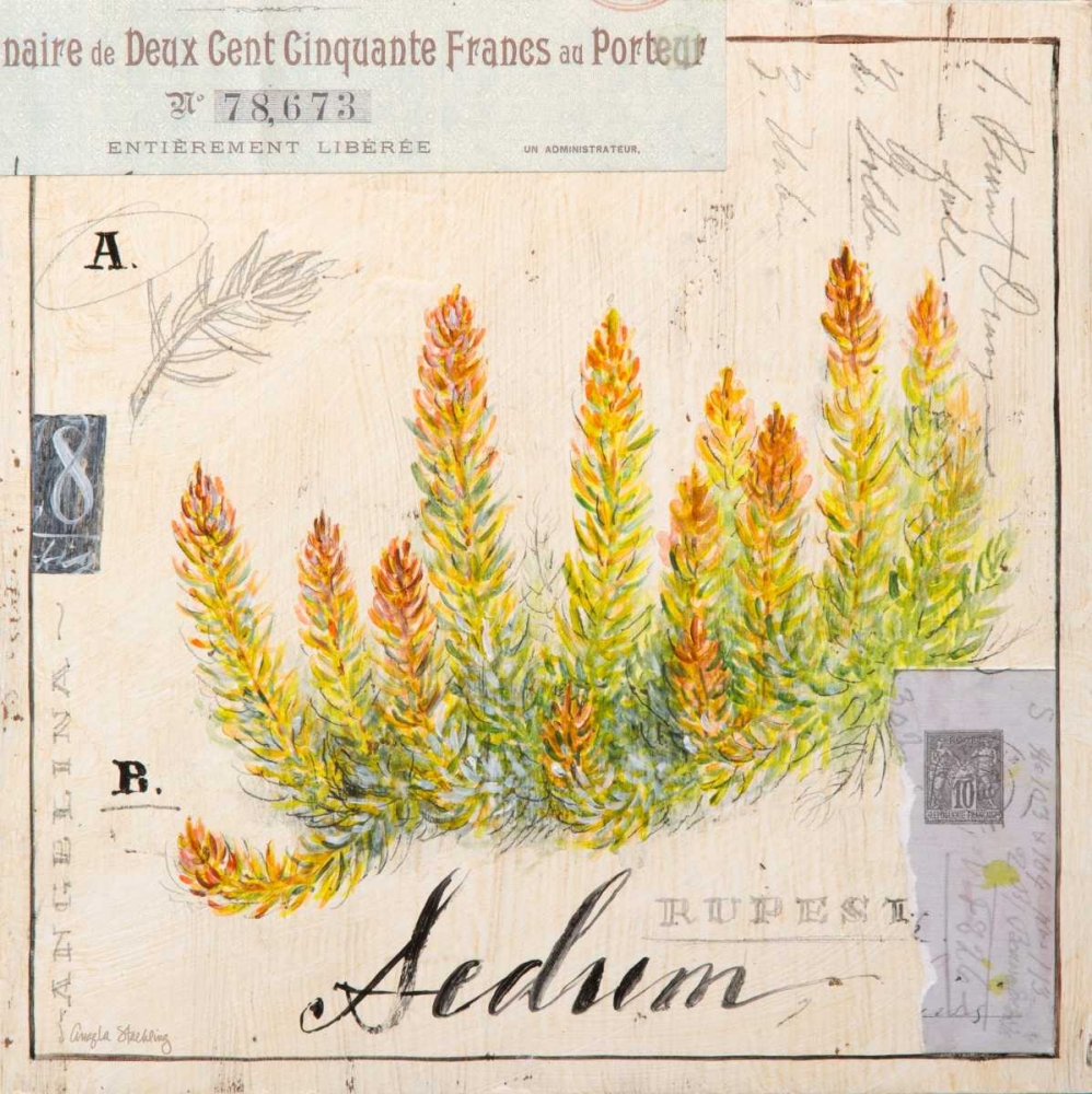 Sedium-Sketchbook art print by Angela Staehling for $57.95 CAD