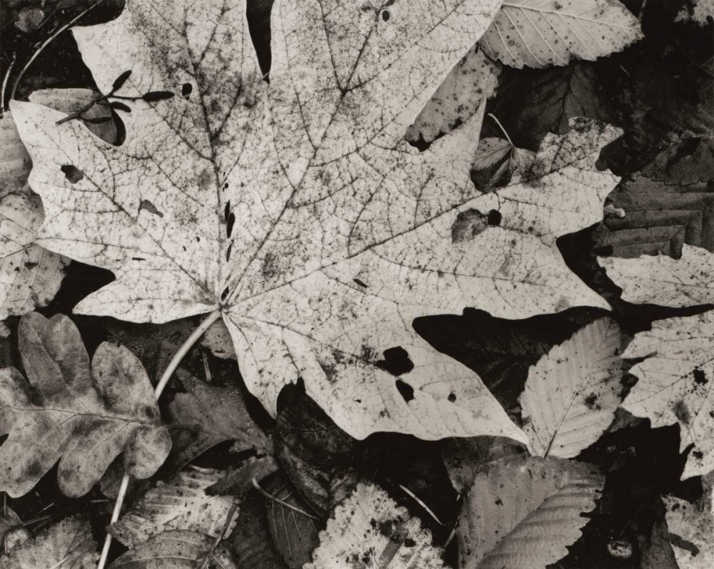 Forest Detail art print by Brett Aniballi for $57.95 CAD