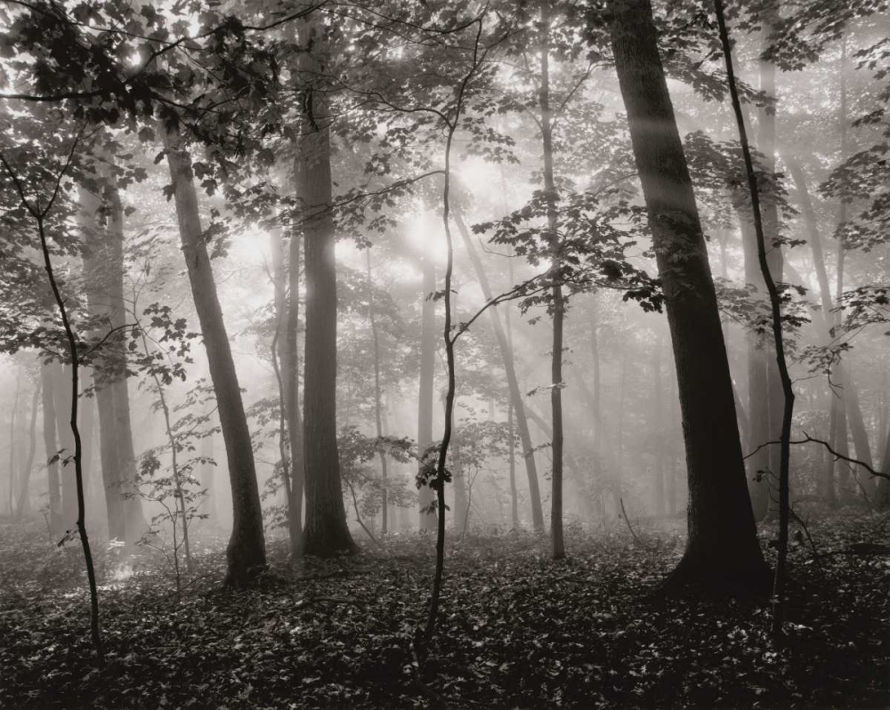 Sun Filters art print by Brett Aniballi for $57.95 CAD