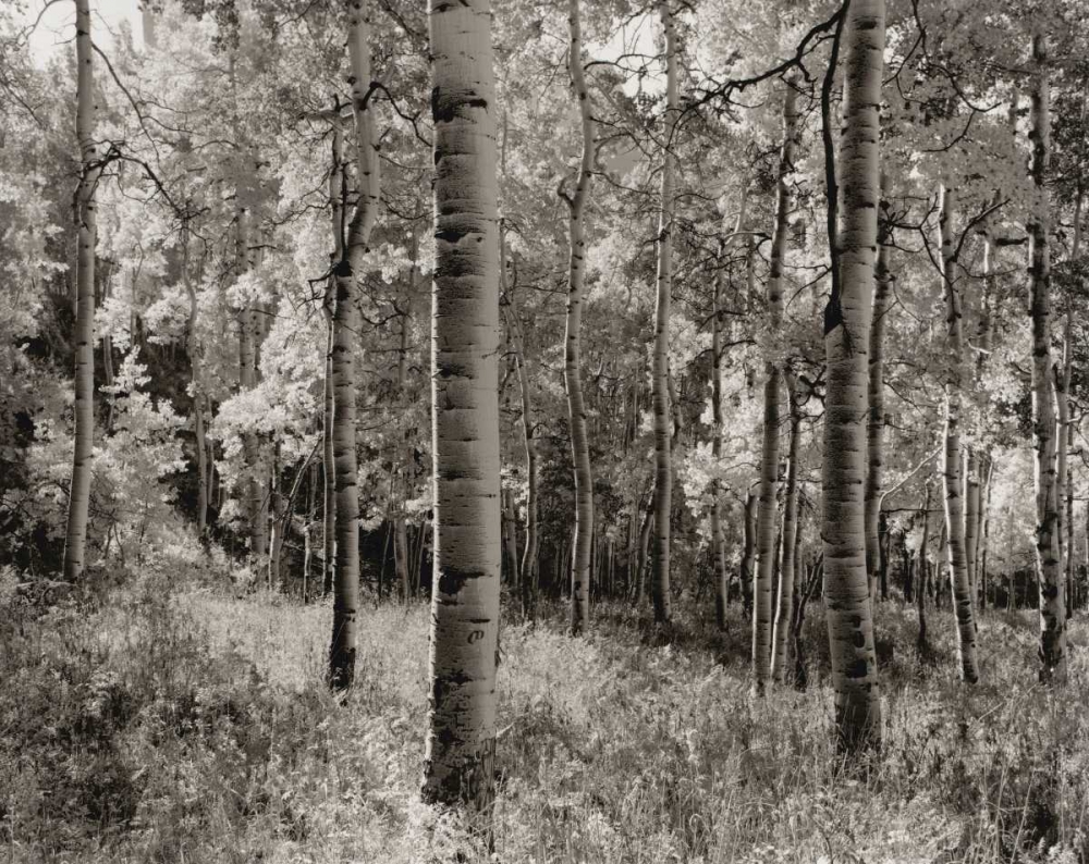 Birch Clearing art print by Brett Aniballi for $57.95 CAD