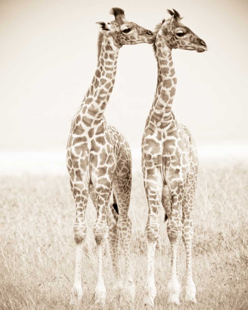 Spirit of Life 1 art print by Frank and Susann Parker Nature Photography for $57.95 CAD