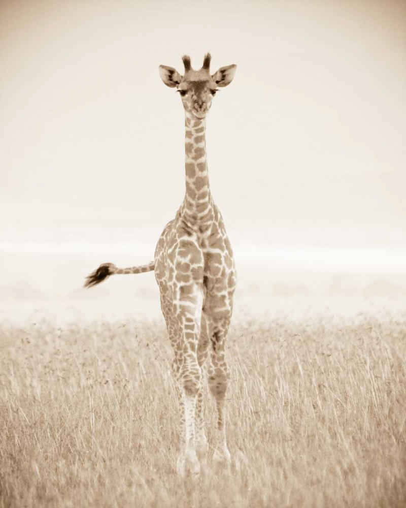 Spirit of Life 2 art print by Frank and Susann Parker Nature Photography for $57.95 CAD