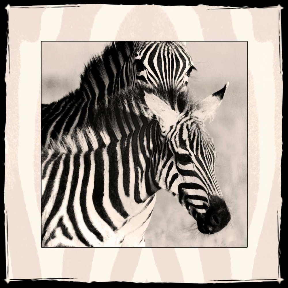 Zebra Enchantment 1 art print by Frank and Susann Parker Nature Photography for $57.95 CAD