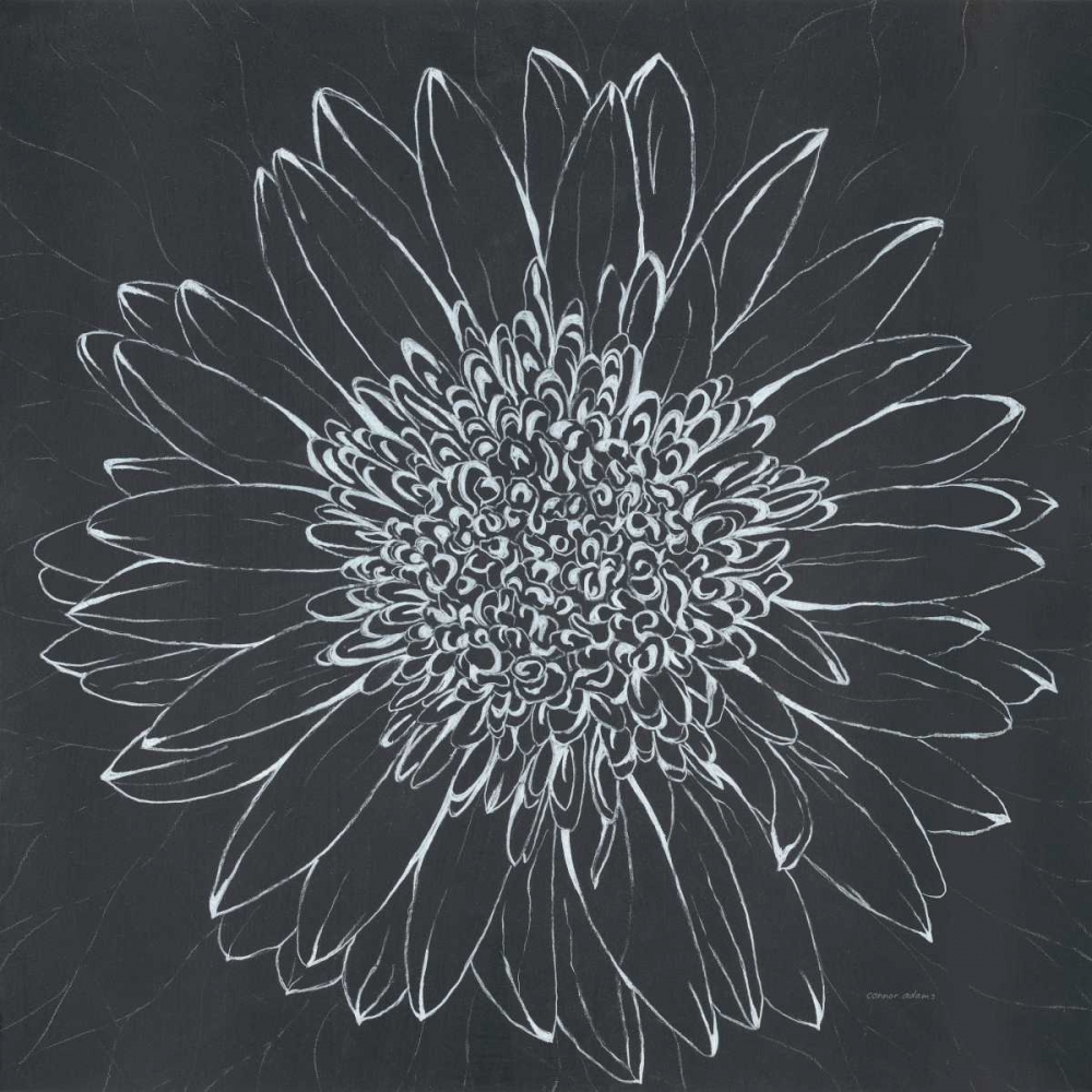 Chalk Bloom 2 art print by Connor Adams for $57.95 CAD