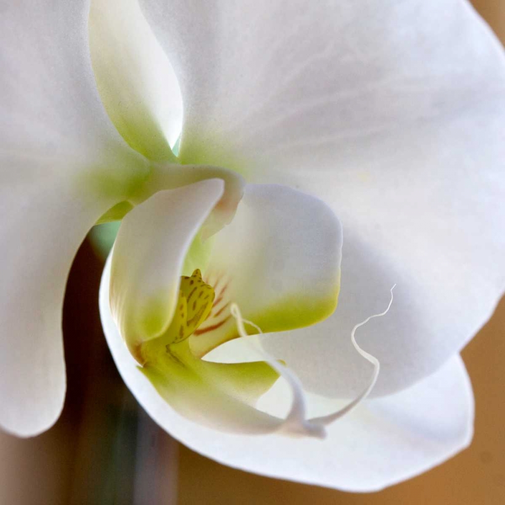 Ivory Orchid art print by Amber Light Gallery for $57.95 CAD