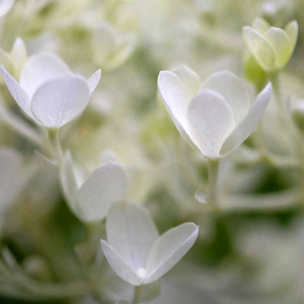 Ivory Hydrangea art print by Amber Light Gallery for $57.95 CAD