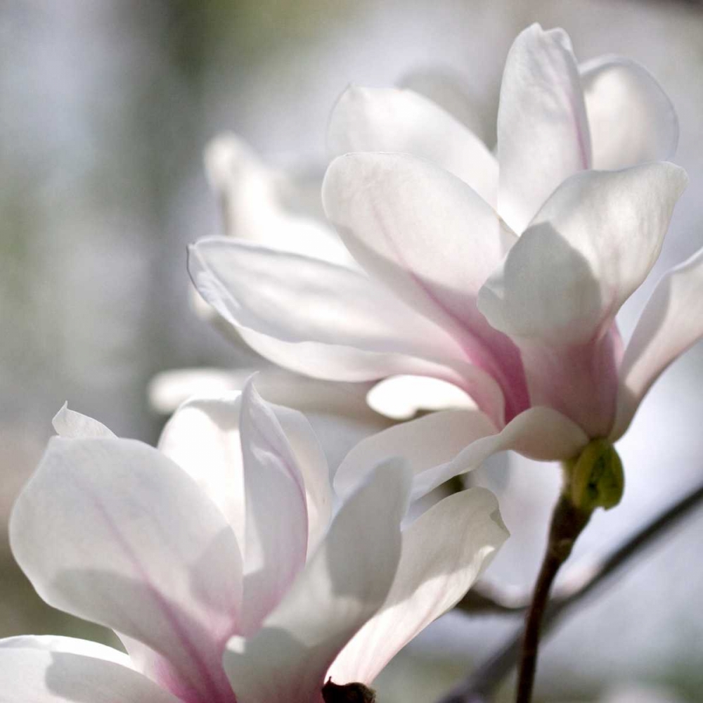 Ivory Magnolia art print by Amber Light Gallery for $57.95 CAD