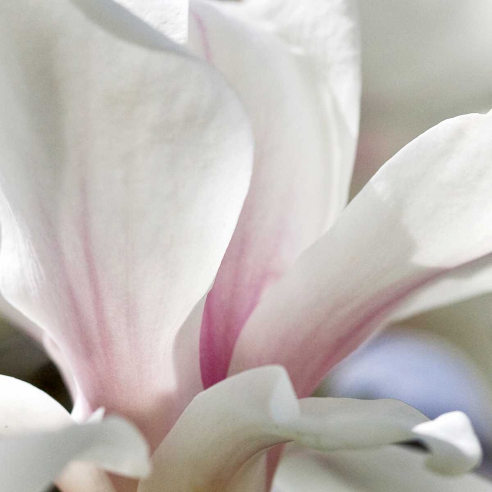 Magnolia Essence art print by Amber Light Gallery for $57.95 CAD