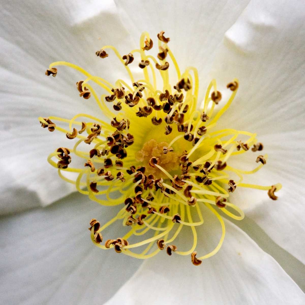 Rose Center art print by Amber Light Gallery for $57.95 CAD