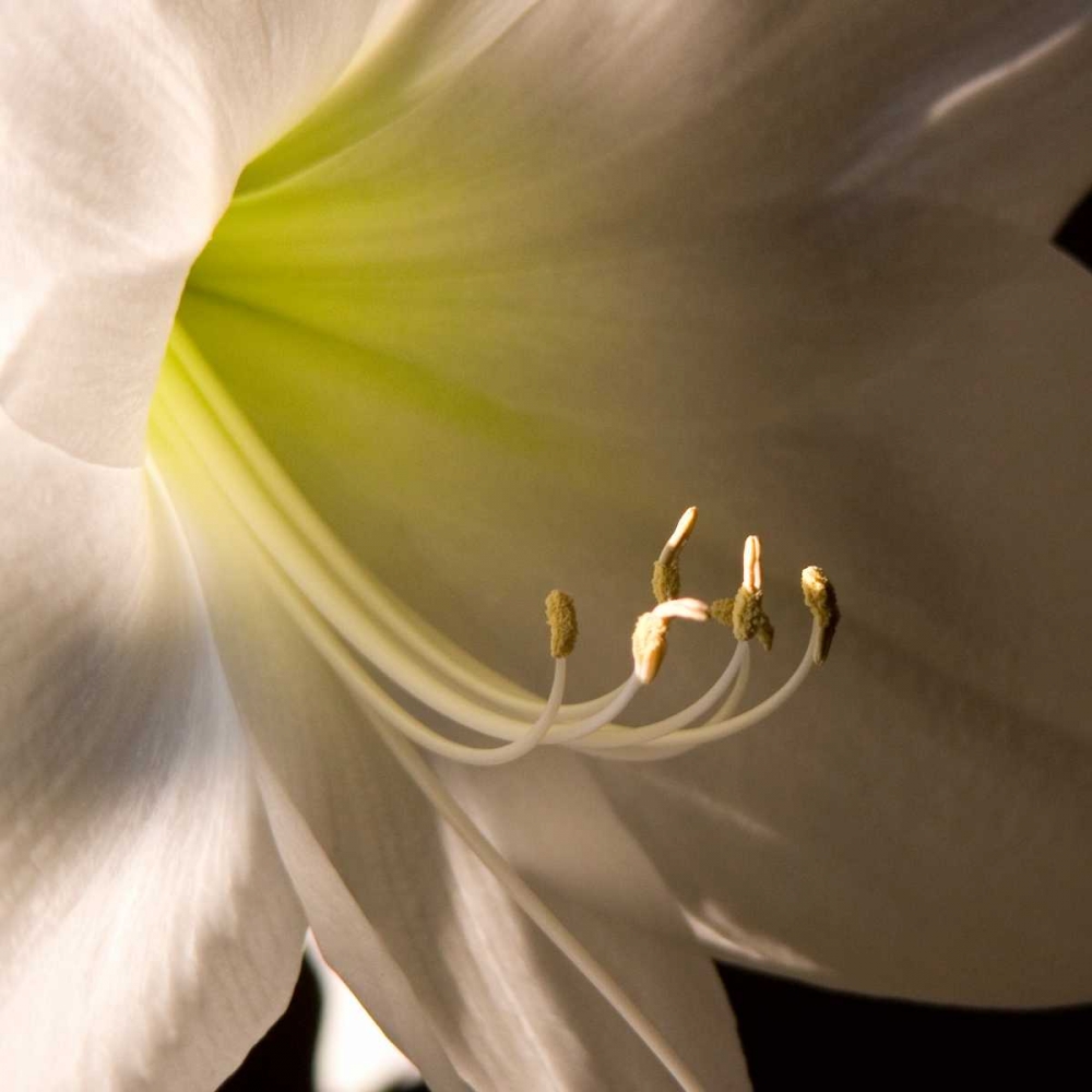 Ivory Amarylis art print by Amber Light Gallery for $57.95 CAD