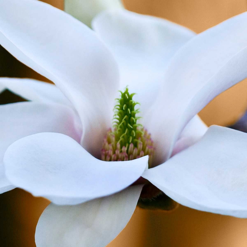 Open Magnolia art print by Amber Light Gallery for $57.95 CAD