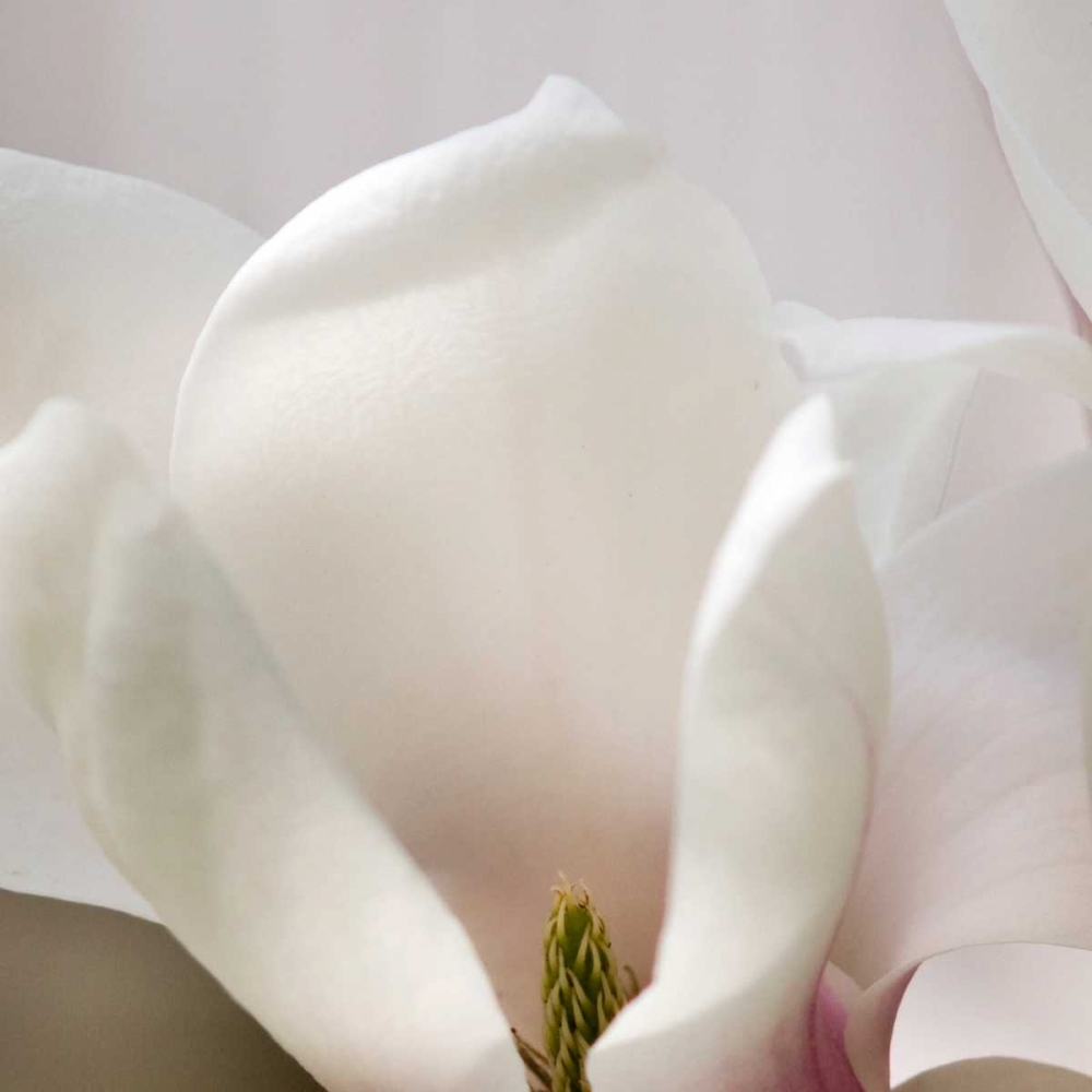 Magnolia Detail art print by Amber Light Gallery for $57.95 CAD