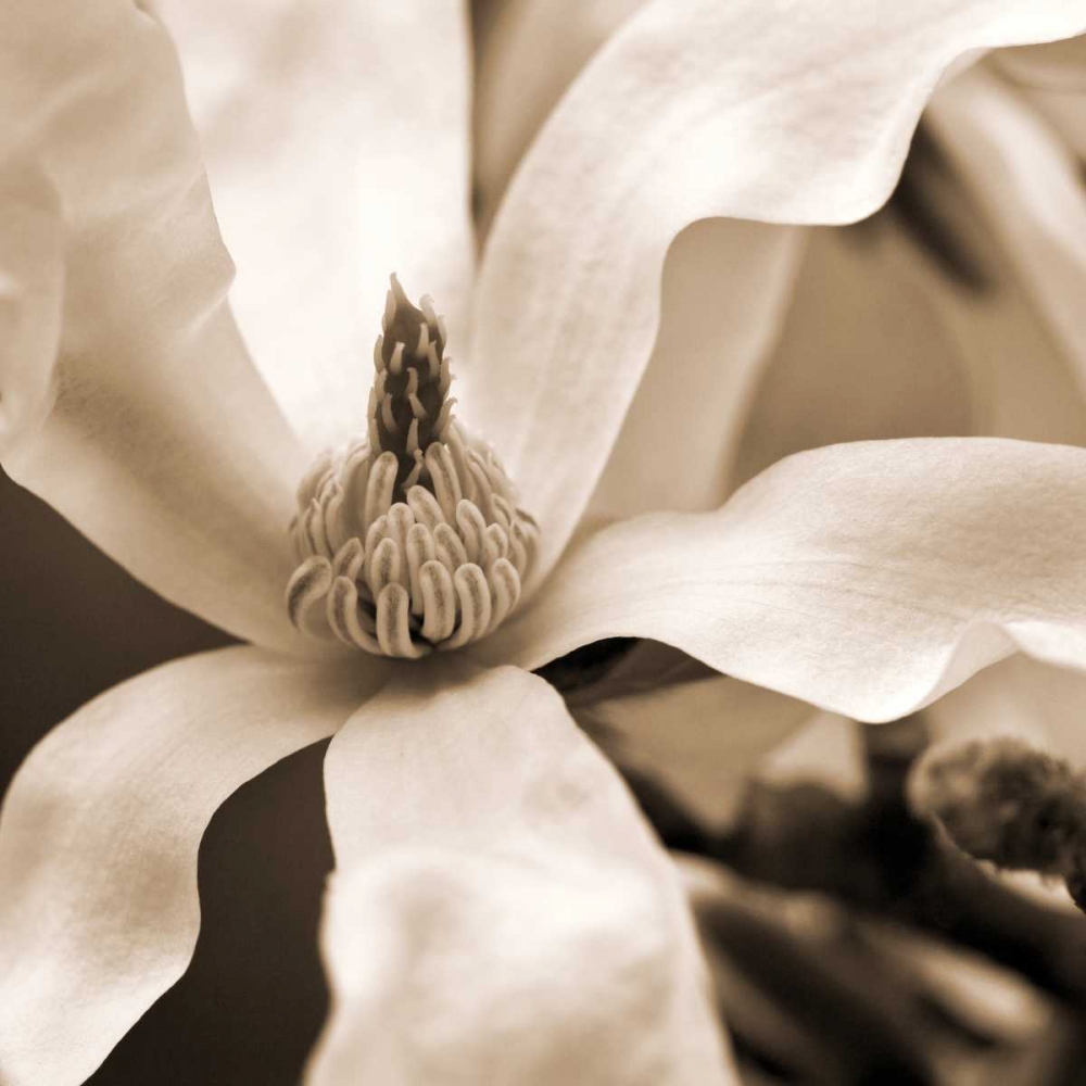 Star Magnolia art print by Amber Light Gallery for $57.95 CAD