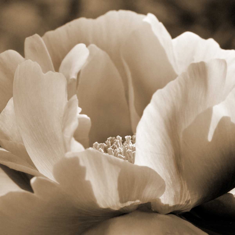Brilliant Peony art print by Amber Light Gallery for $57.95 CAD