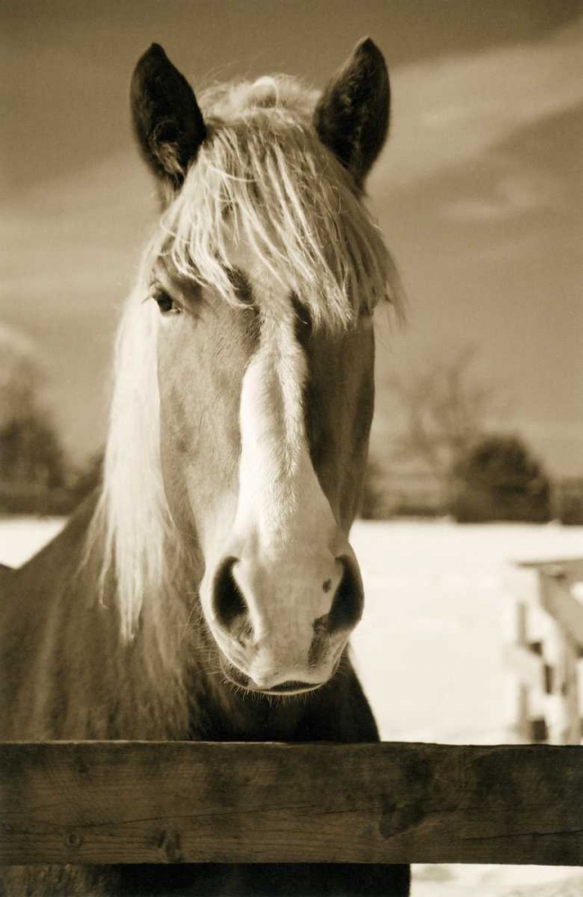 At the Correl art print by Amber Light Gallery for $57.95 CAD