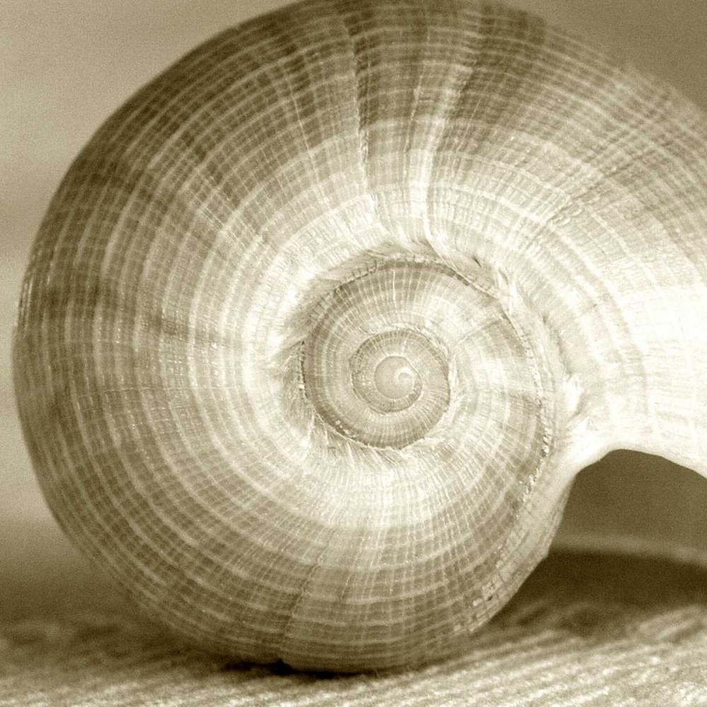 Sepia Shell Life 1 art print by Amber Light Gallery for $57.95 CAD