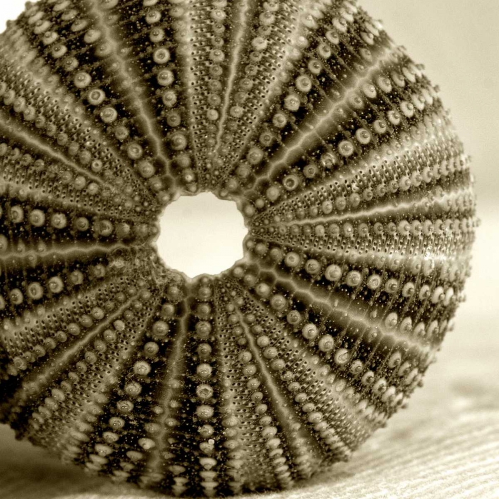 Sepia Shell Life 2 art print by Amber Light Gallery for $57.95 CAD