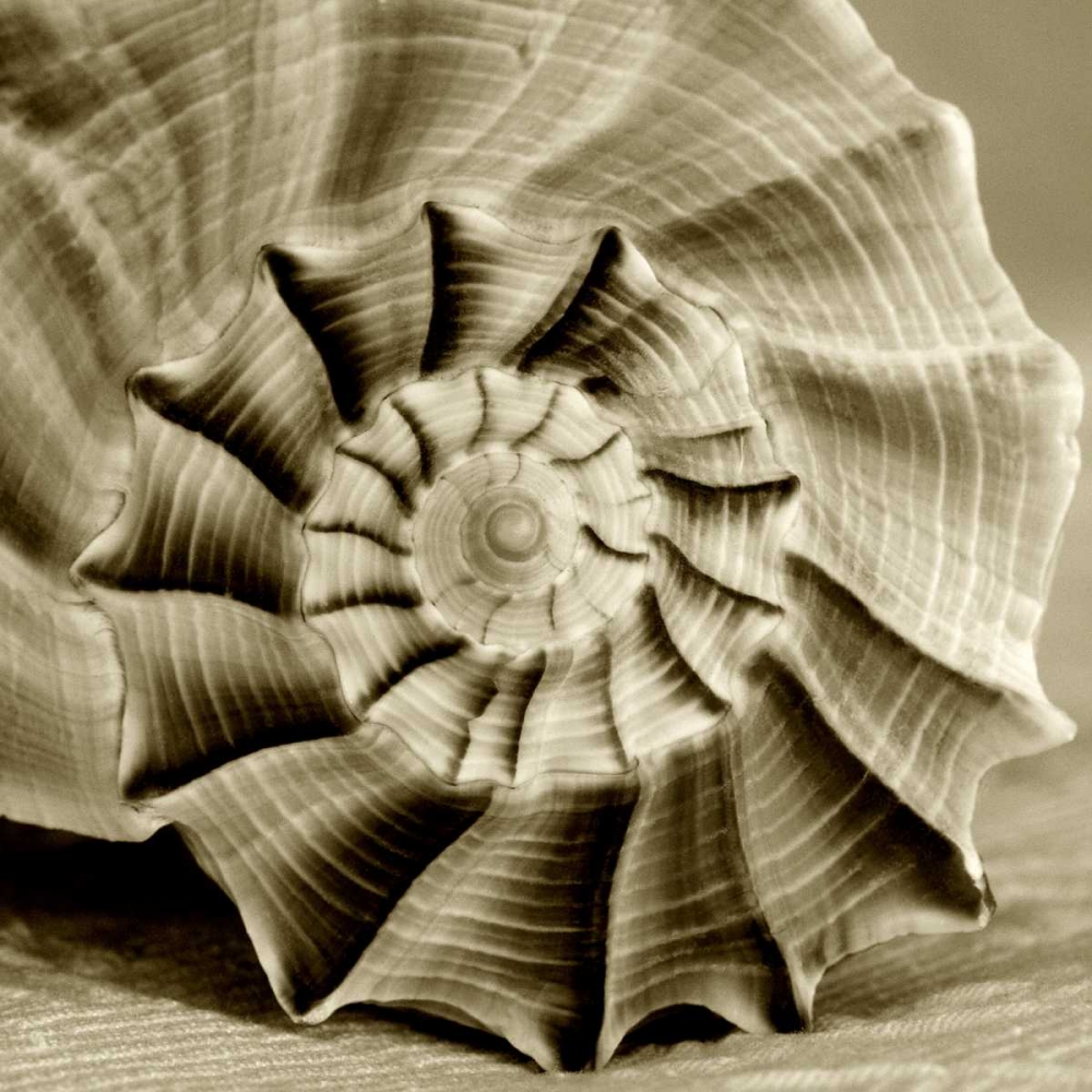 Sepia Shell Life 3 art print by Amber Light Gallery for $57.95 CAD
