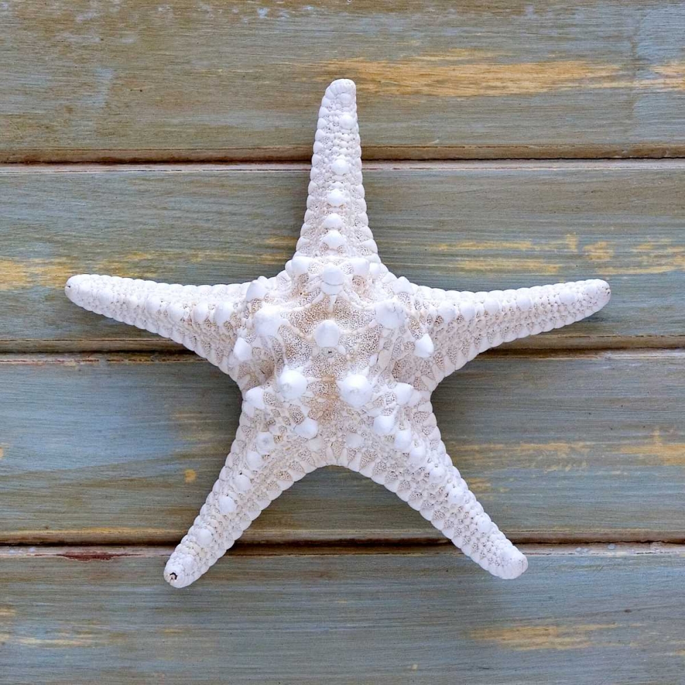 White Starfish art print by Amber Light Gallery for $57.95 CAD