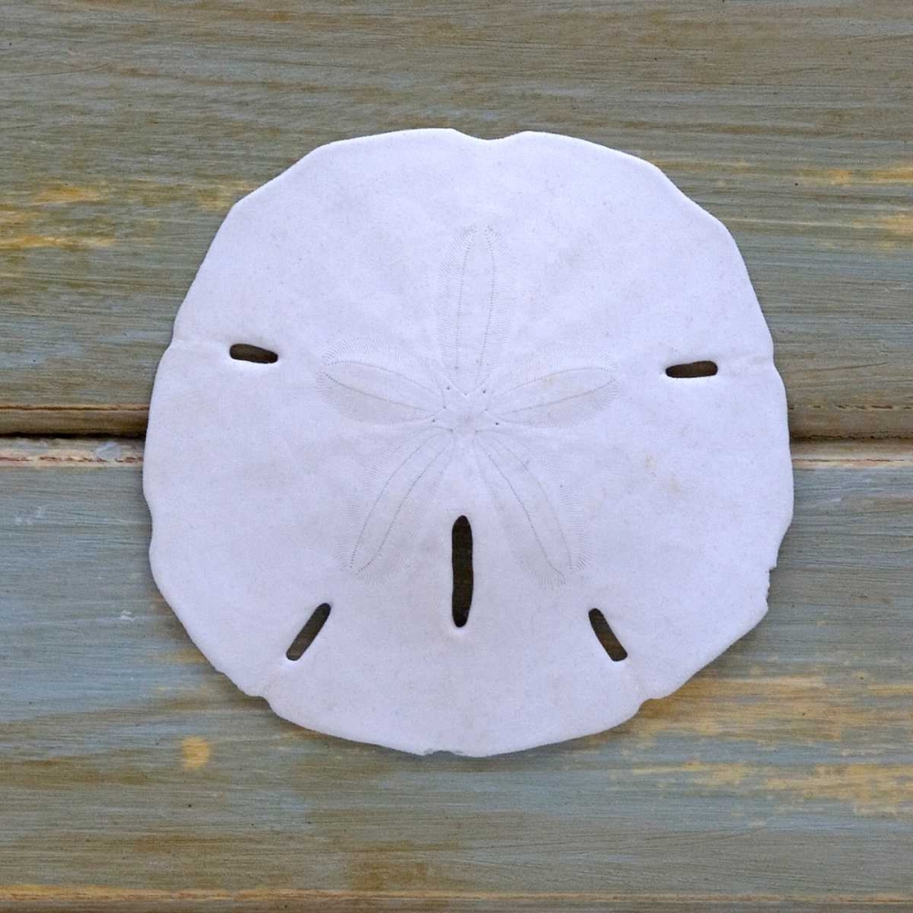 White Sand Dollar art print by Amber Light Gallery for $57.95 CAD