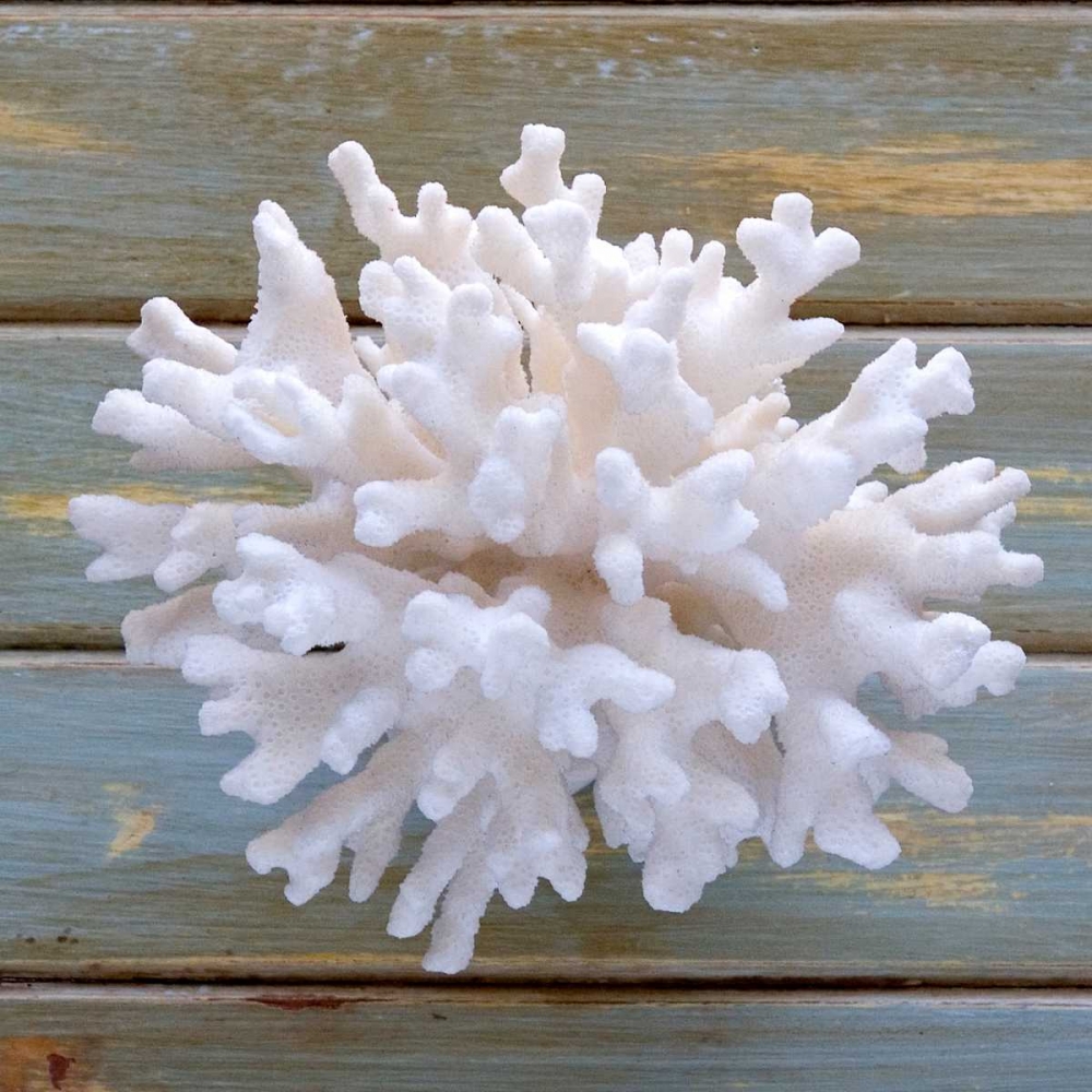 White Coral art print by Amber Light Gallery for $57.95 CAD