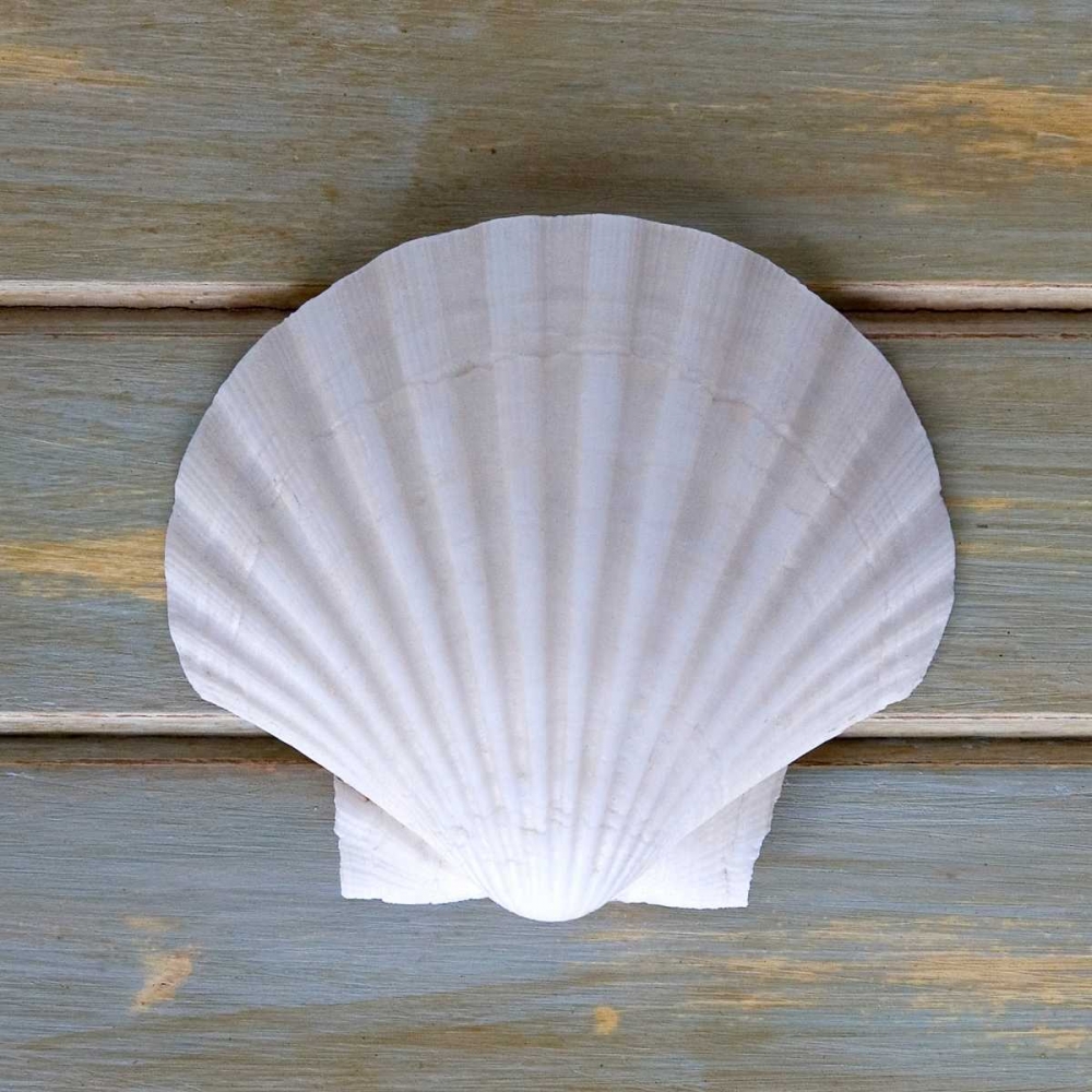 White Scallop art print by Amber Light Gallery for $57.95 CAD