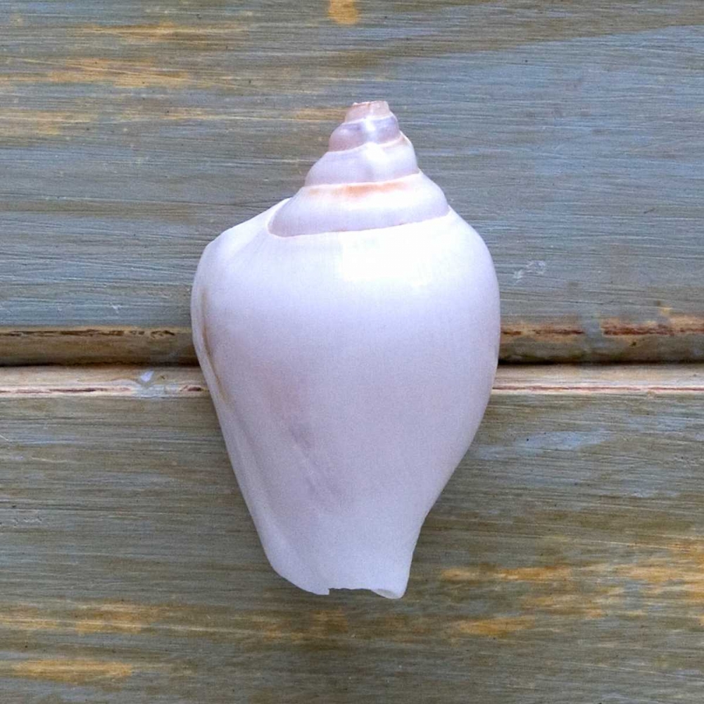 White Shell art print by Amber Light Gallery for $57.95 CAD