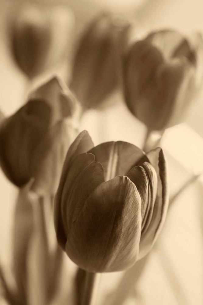 Illuminated Tulips 1 art print by Amber Light Gallery for $57.95 CAD