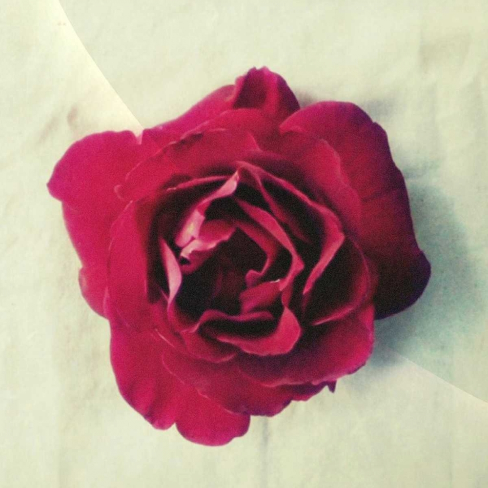 Paris Rose art print by Vicki Dvorak for $57.95 CAD