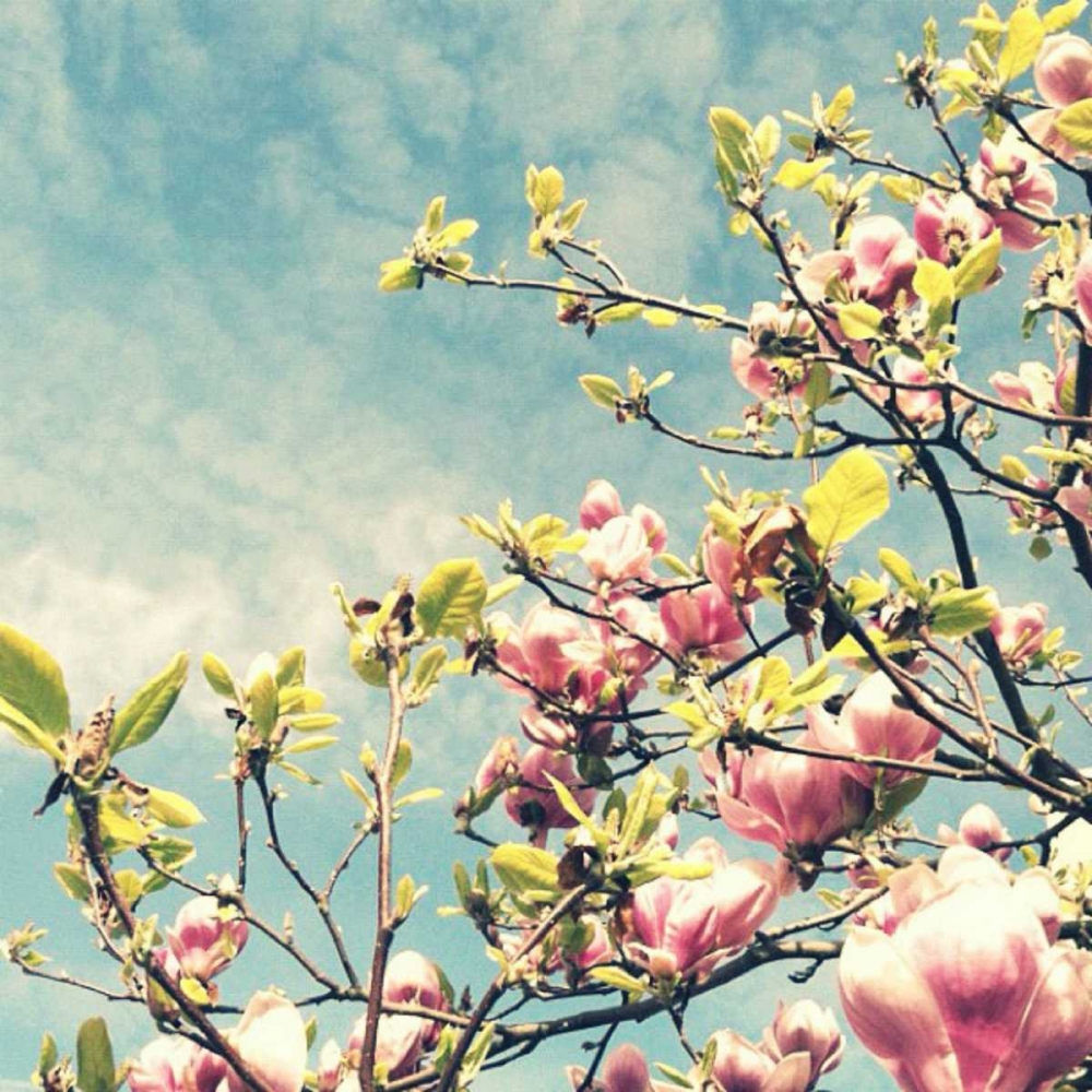 Pink Blooms art print by Vicki Dvorak for $57.95 CAD