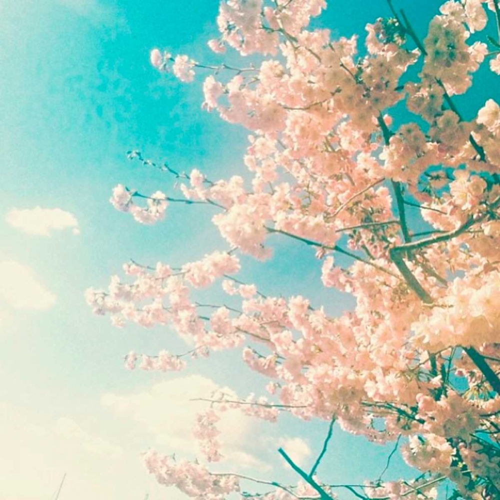 Polariod Pink 1 art print by Vicki Dvorak for $57.95 CAD