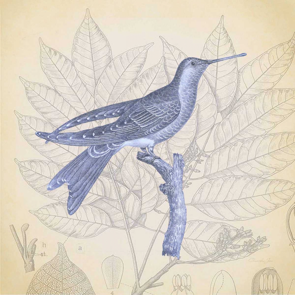 Hummingbird Study 1 art print by Christopher James for $57.95 CAD