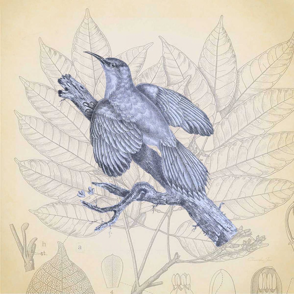 Hummingbird Study 2 art print by Christopher James for $57.95 CAD