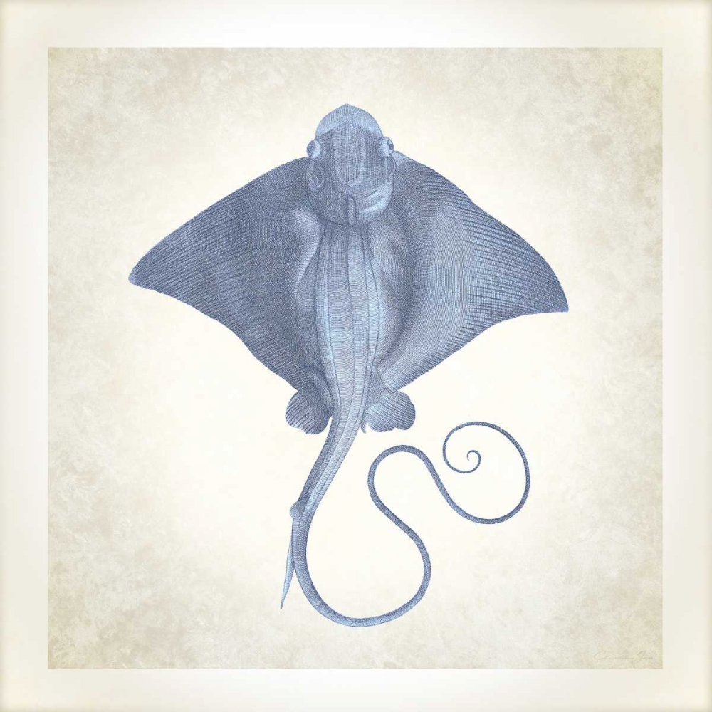 Sea Life, Stingray art print by Christopher James for $57.95 CAD