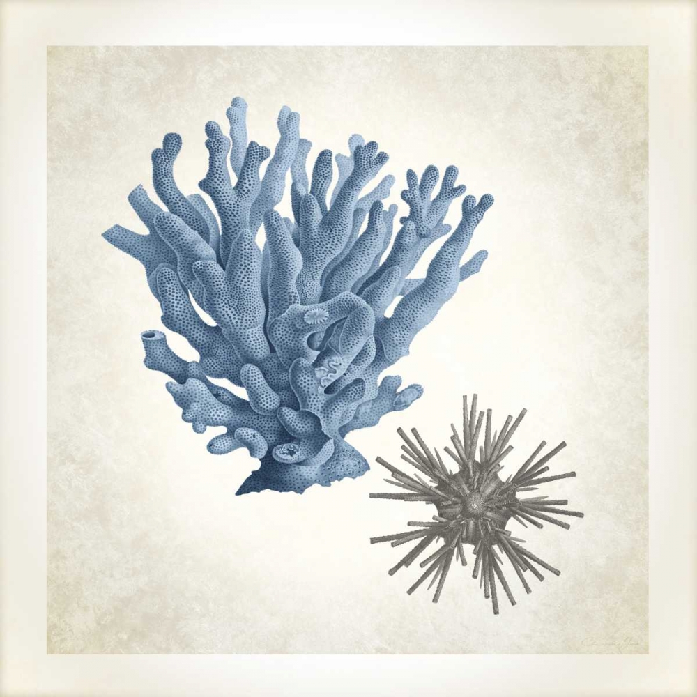 Sea Life, Coral art print by Christopher James for $57.95 CAD