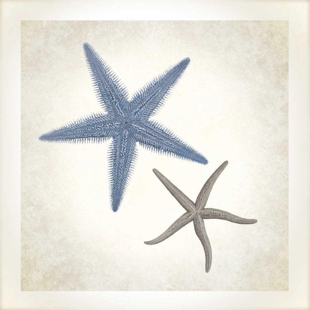 Sea Life, Starfish art print by Christopher James for $57.95 CAD
