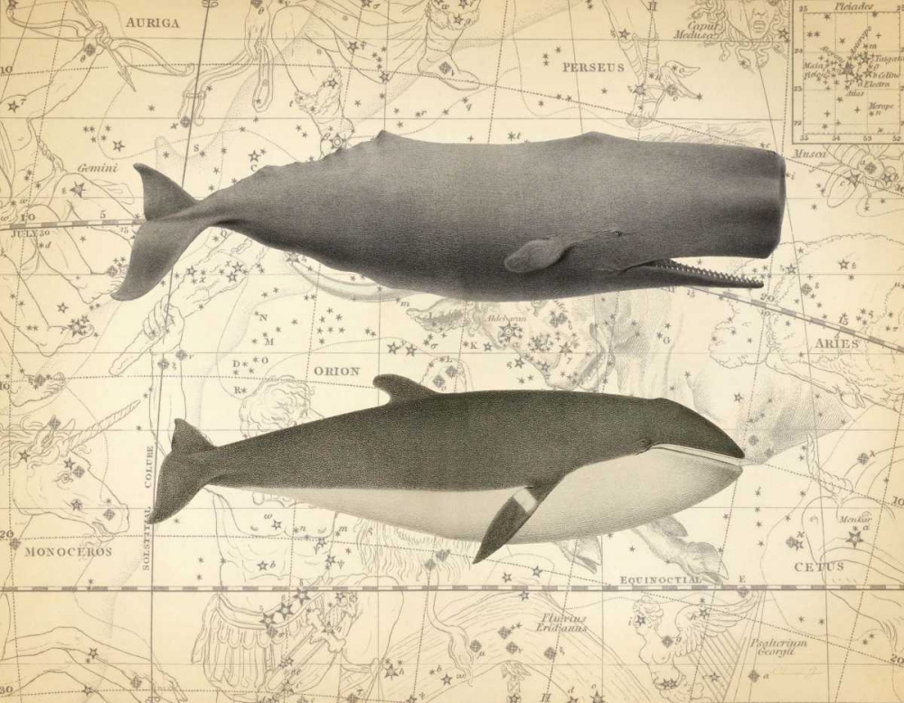 Whale Costellation 1 art print by Christopher James for $57.95 CAD