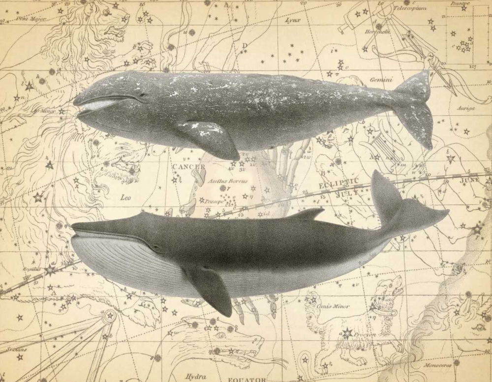 Whale Constellation 2 art print by Christopher James for $57.95 CAD