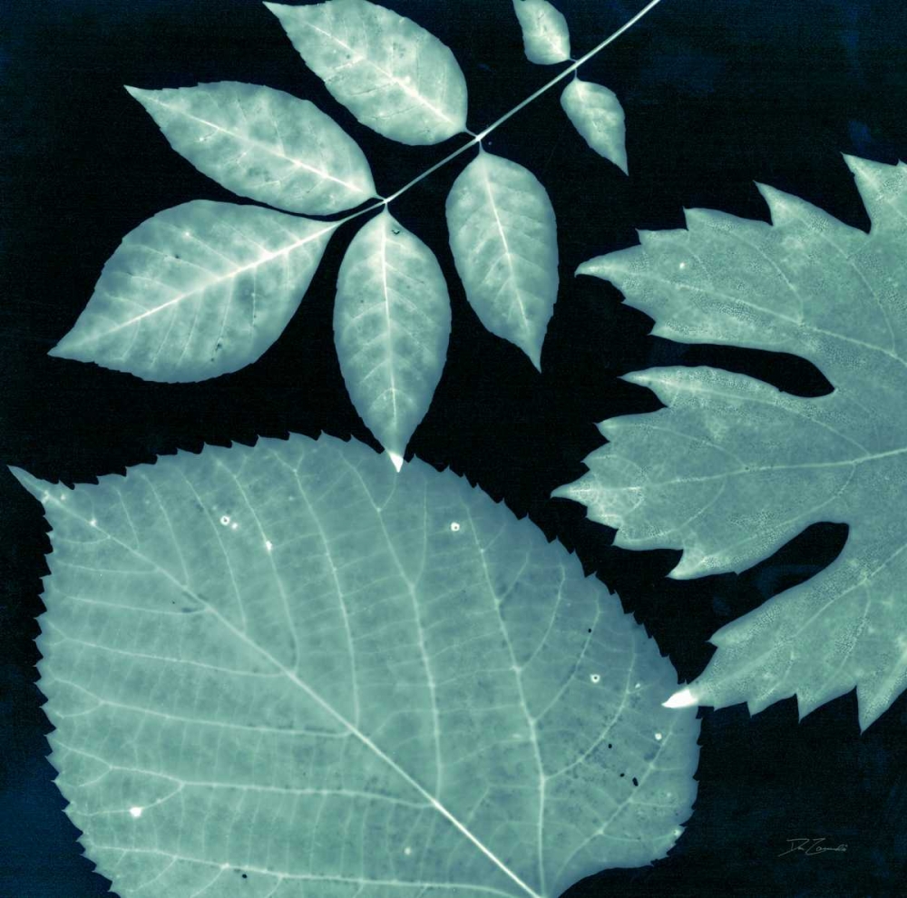 Teal Sunprint Leaves art print by Dan Zamudio for $57.95 CAD