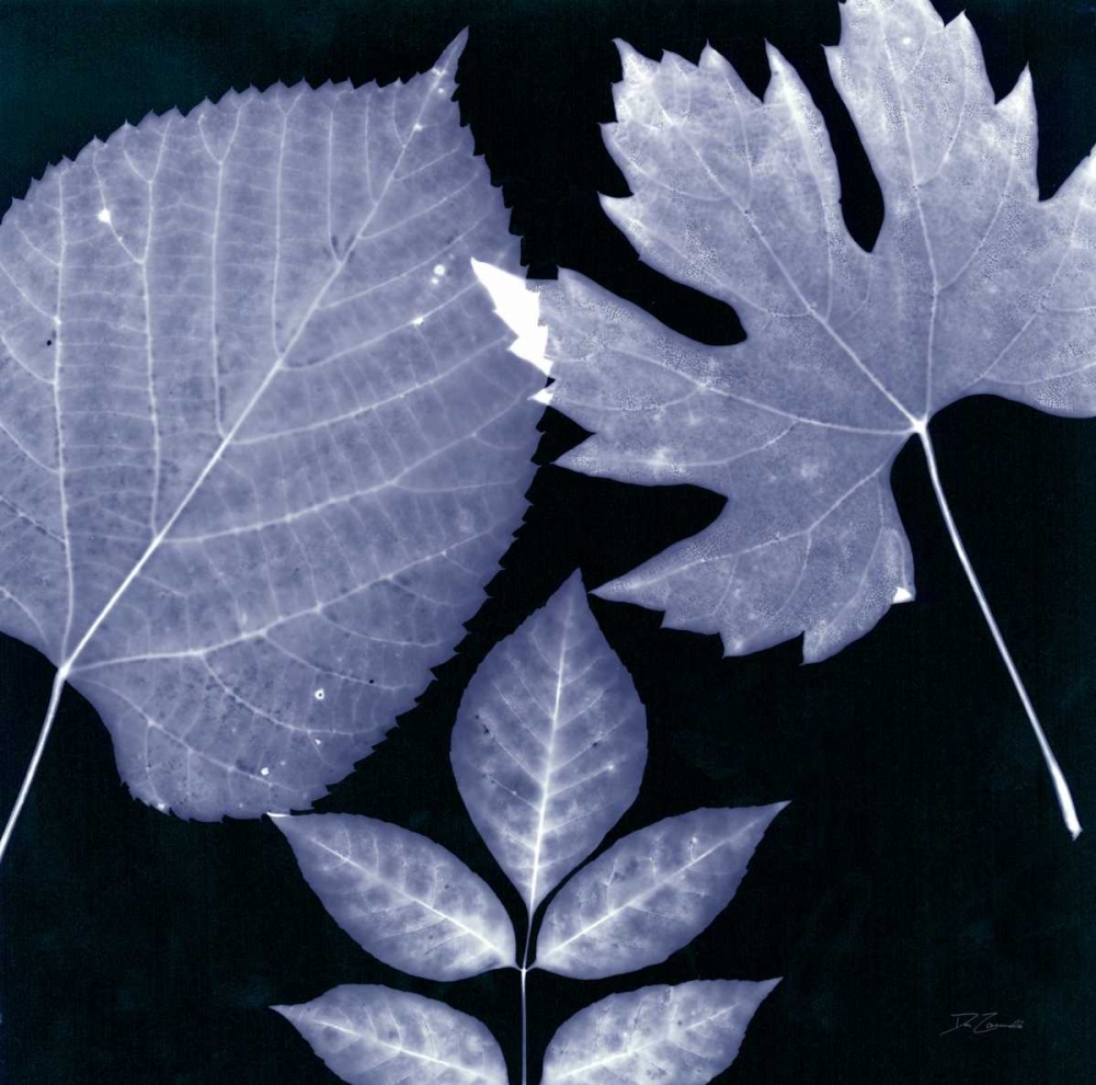 Denim Sunprint Leaves art print by Dan Zamudio for $57.95 CAD