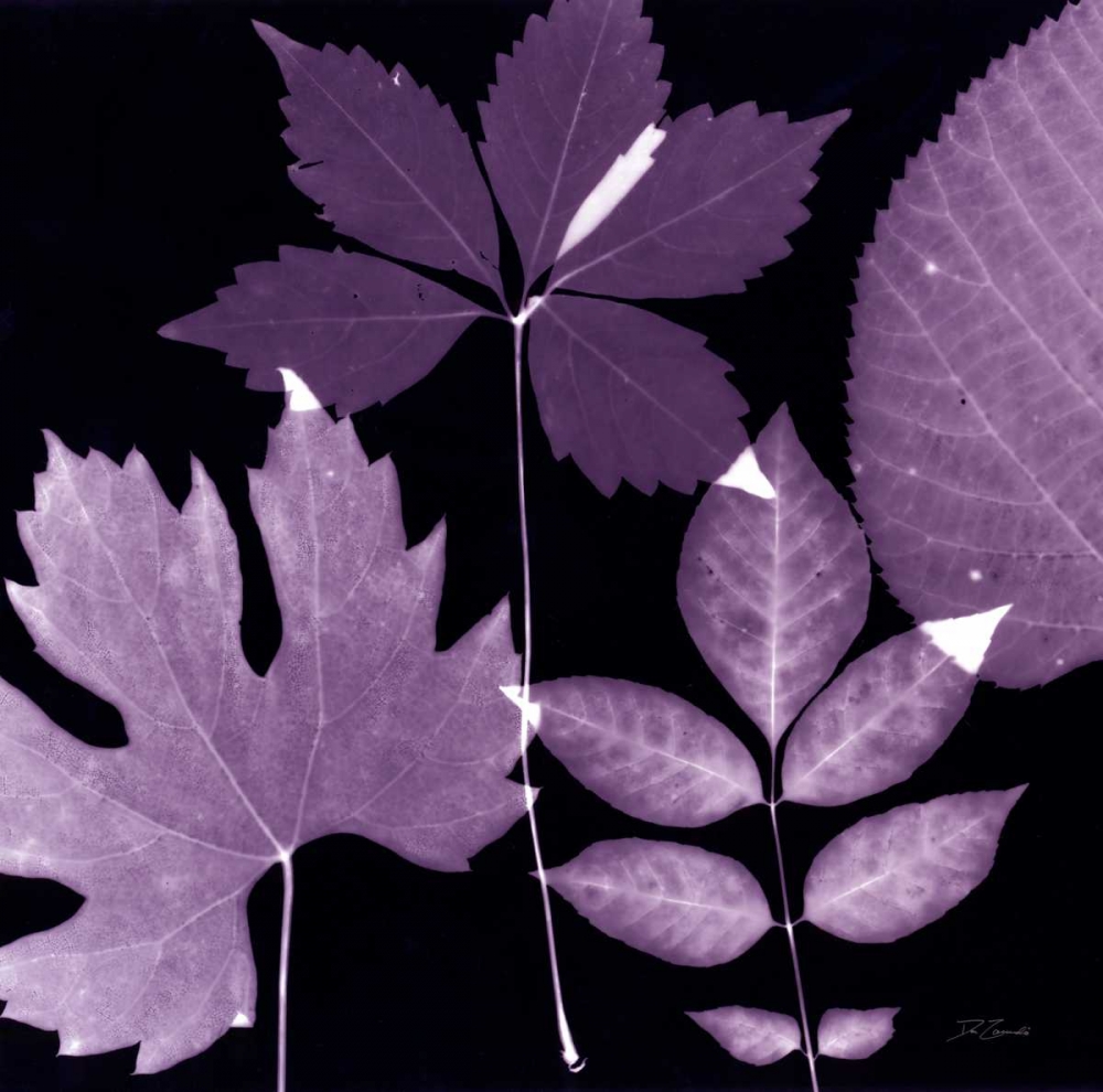 Plum Sunprint Leaves art print by Dan Zamudio for $57.95 CAD