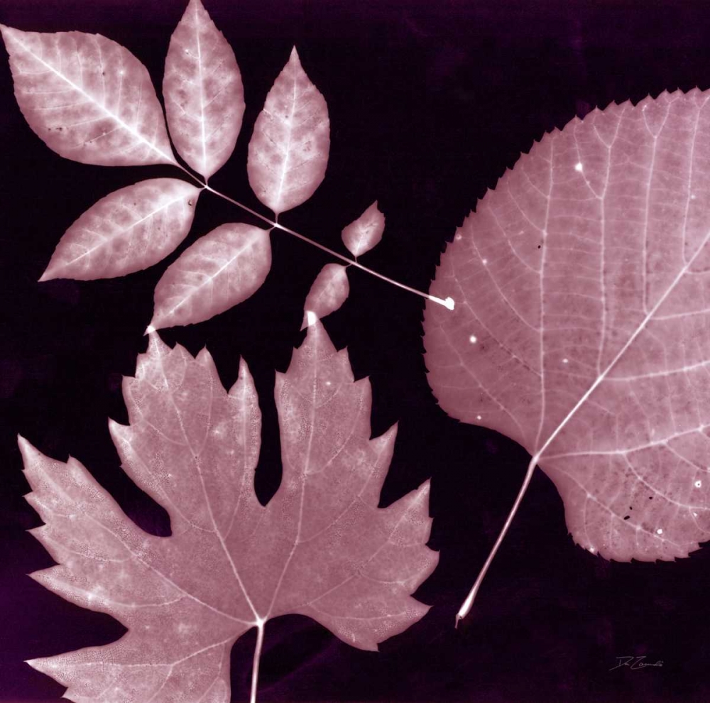 Cabernet Sunprint Leaves art print by Dan Zamudio for $57.95 CAD