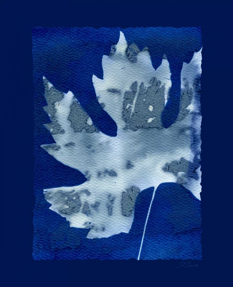 Cyanotype Maple art print by Dan Zamudio for $57.95 CAD